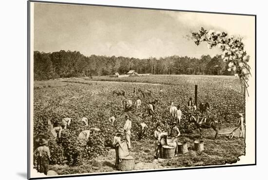 African-American Field-Hands Picking Cotton in the Deep South, c.1890-null-Mounted Giclee Print