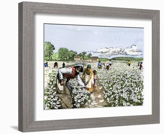 African-American Field-Hands Picking Cotton-null-Framed Giclee Print