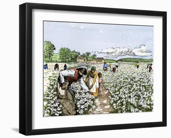 African-American Field-Hands Picking Cotton-null-Framed Giclee Print