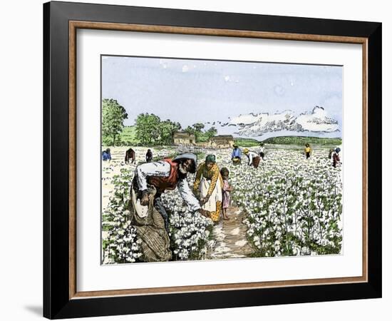 African-American Field-Hands Picking Cotton-null-Framed Giclee Print