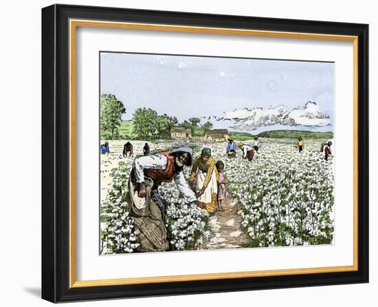 African-American Field-Hands Picking Cotton-null-Framed Giclee Print