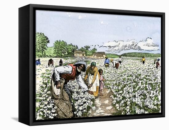 African-American Field-Hands Picking Cotton-null-Framed Premier Image Canvas