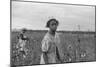 African American Girl Picking Cotton in Arkansas, Oct. 1935-null-Mounted Photo