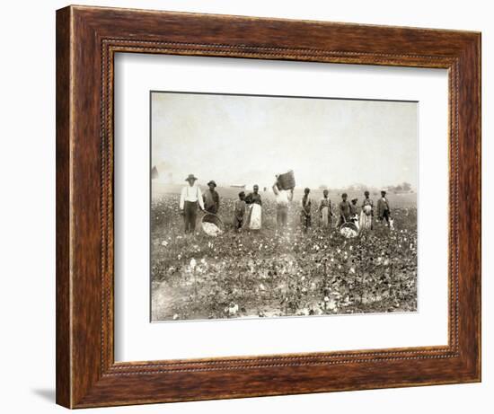 African American Men, Women, and Children, Employed as Cotton Pickers in North Carolina, 1900-null-Framed Premium Giclee Print