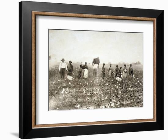 African American Men, Women, and Children, Employed as Cotton Pickers in North Carolina, 1900-null-Framed Premium Giclee Print