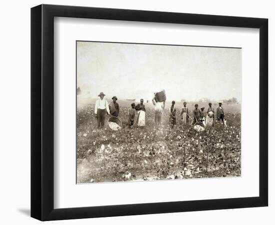 African American Men, Women, and Children, Employed as Cotton Pickers in North Carolina, 1900-null-Framed Premium Giclee Print