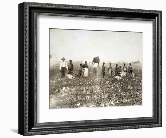 African American Men, Women, and Children, Employed as Cotton Pickers in North Carolina, 1900-null-Framed Premium Giclee Print