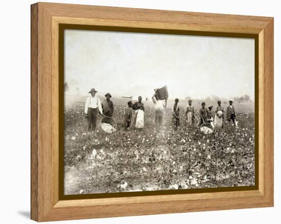 African American Men, Women, and Children, Employed as Cotton Pickers in North Carolina, 1900-null-Framed Stretched Canvas