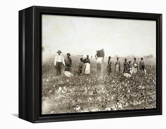 African American Men, Women, and Children, Employed as Cotton Pickers in North Carolina, 1900-null-Framed Stretched Canvas