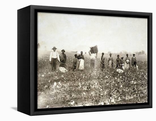 African American Men, Women, and Children, Employed as Cotton Pickers in North Carolina, 1900-null-Framed Stretched Canvas