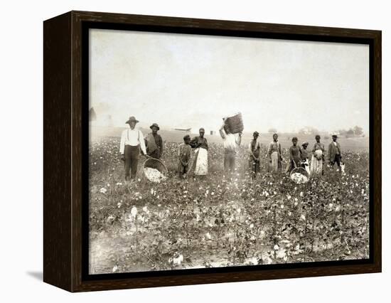 African American Men, Women, and Children, Employed as Cotton Pickers in North Carolina, 1900-null-Framed Stretched Canvas