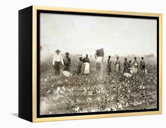 African American Men, Women, and Children, Employed as Cotton Pickers in North Carolina, 1900-null-Framed Stretched Canvas