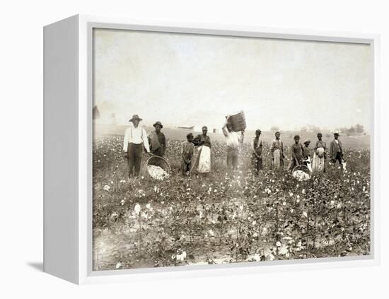 African American Men, Women, and Children, Employed as Cotton Pickers in North Carolina, 1900-null-Framed Stretched Canvas