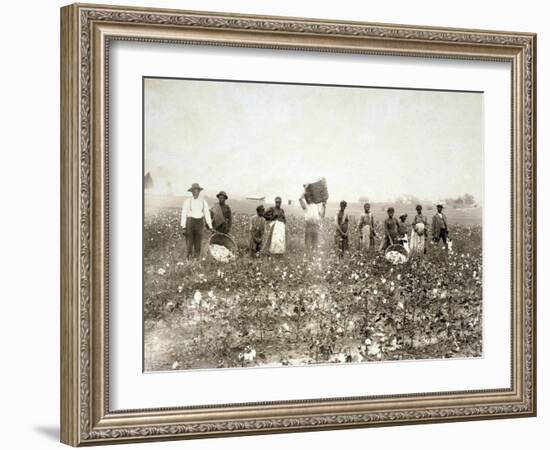 African American Men, Women, and Children, Employed as Cotton Pickers in North Carolina, 1900-null-Framed Art Print