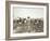 African American Men, Women, and Children, Employed as Cotton Pickers in North Carolina, 1900-null-Framed Art Print