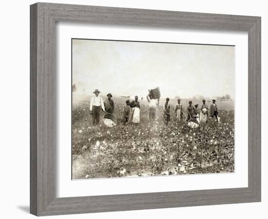 African American Men, Women, and Children, Employed as Cotton Pickers in North Carolina, 1900-null-Framed Art Print