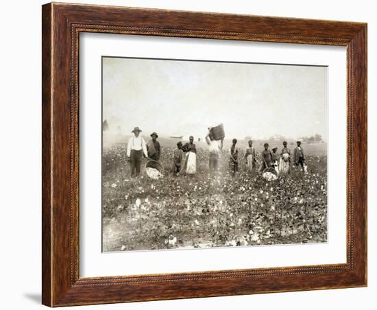 African American Men, Women, and Children, Employed as Cotton Pickers in North Carolina, 1900-null-Framed Art Print