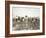 African American Men, Women, and Children, Employed as Cotton Pickers in North Carolina, 1900-null-Framed Art Print