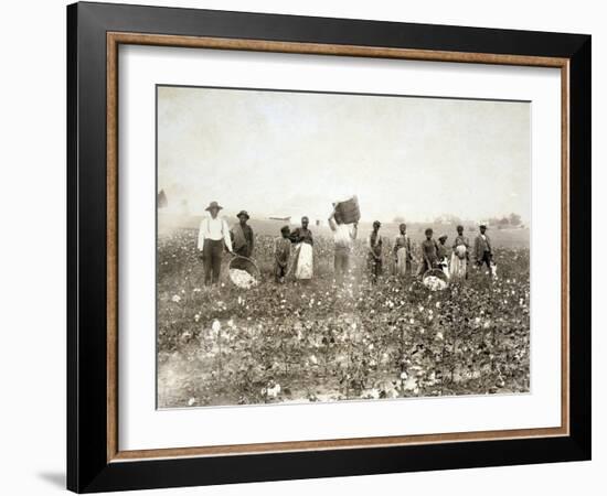 African American Men, Women, and Children, Employed as Cotton Pickers in North Carolina, 1900-null-Framed Art Print