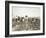 African American Men, Women, and Children, Employed as Cotton Pickers in North Carolina, 1900-null-Framed Art Print