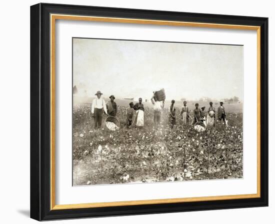 African American Men, Women, and Children, Employed as Cotton Pickers in North Carolina, 1900-null-Framed Art Print