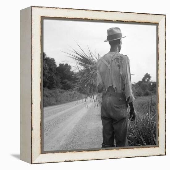 African-American on cotton patch in Mississippi, 1936-Dorothea Lange-Framed Premier Image Canvas