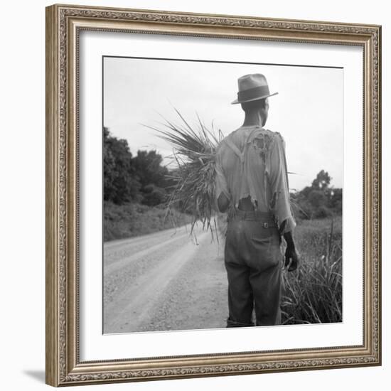 African-American on cotton patch in Mississippi, 1936-Dorothea Lange-Framed Photographic Print