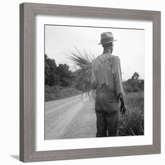 African-American on cotton patch in Mississippi, 1936-Dorothea Lange-Framed Photographic Print