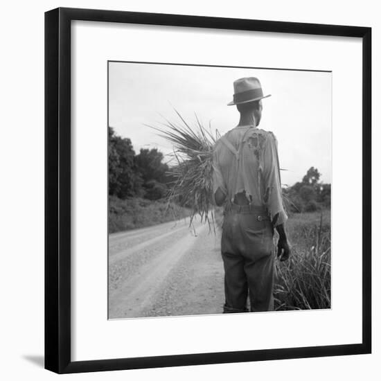 African-American on cotton patch in Mississippi, 1936-Dorothea Lange-Framed Photographic Print