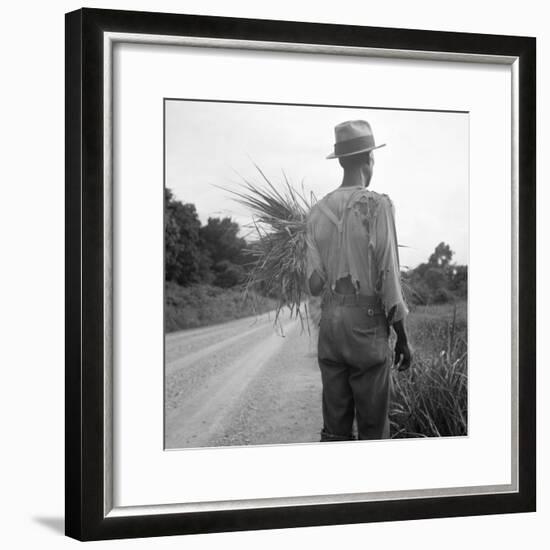 African-American on cotton patch in Mississippi, 1936-Dorothea Lange-Framed Photographic Print