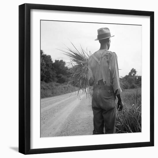 African-American on cotton patch in Mississippi, 1936-Dorothea Lange-Framed Photographic Print