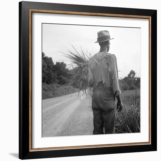 African-American on cotton patch in Mississippi, 1936-Dorothea Lange-Framed Photographic Print