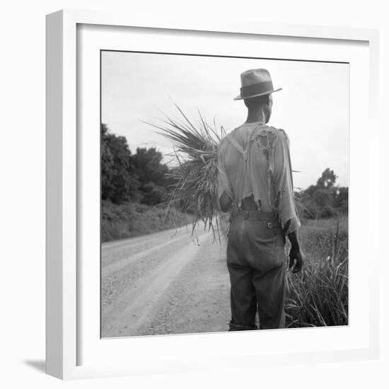 African-American on cotton patch in Mississippi, 1936-Dorothea Lange-Framed Photographic Print