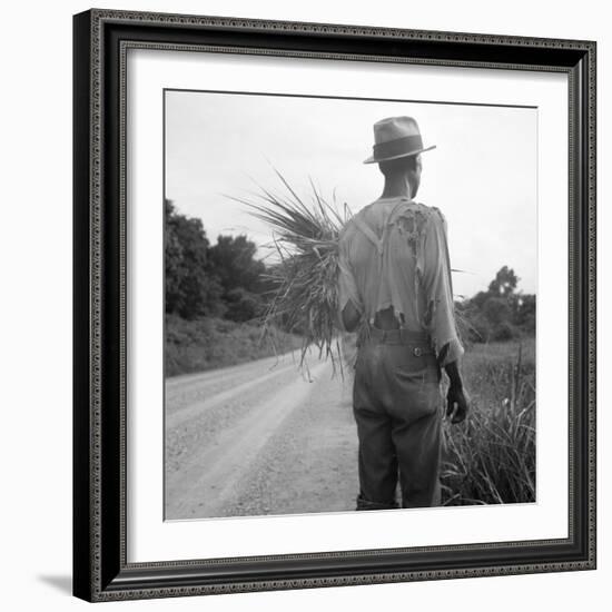 African-American on cotton patch in Mississippi, 1936-Dorothea Lange-Framed Photographic Print