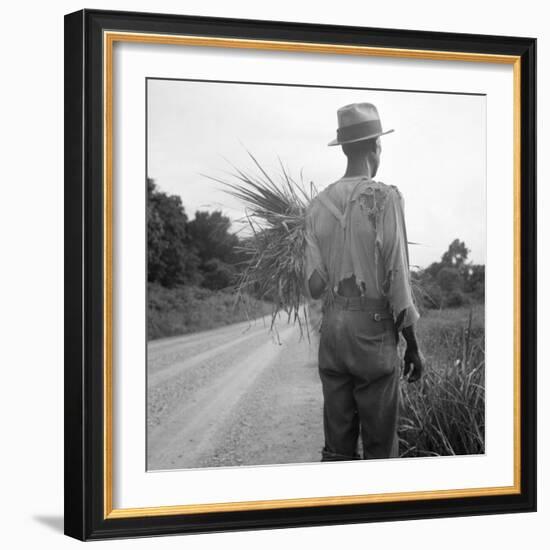 African-American on cotton patch in Mississippi, 1936-Dorothea Lange-Framed Photographic Print