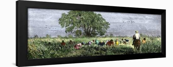 African-Americans Cutting Rice in Louisiana, Supervised by an Overseer on Horseback-null-Framed Giclee Print