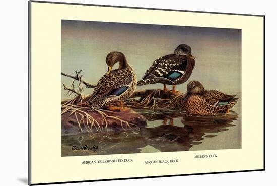 African and Meller's Ducks-Allan Brooks-Mounted Art Print