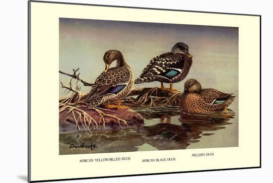 African and Meller's Ducks-Allan Brooks-Mounted Art Print