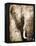 African Animals I - Sepia-Eric Yang-Framed Stretched Canvas