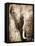 African Animals I - Sepia-Eric Yang-Framed Stretched Canvas