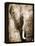 African Animals I - Sepia-Eric Yang-Framed Stretched Canvas