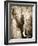 African Animals I - Sepia-Eric Yang-Framed Premium Giclee Print