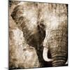 African Animals I - Sepia-Eric Yang-Mounted Art Print