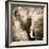 African Animals I - Sepia-Eric Yang-Framed Art Print