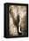 African Animals I - Sepia-Eric Yang-Framed Stretched Canvas