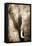 African Animals I - Sepia-Eric Yang-Framed Stretched Canvas