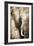 African Animals I - Sepia-Eric Yang-Framed Premium Giclee Print