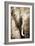 African Animals I - Sepia-Eric Yang-Framed Art Print