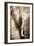 African Animals I - Sepia-Eric Yang-Framed Art Print