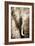 African Animals I - Sepia-Eric Yang-Framed Art Print